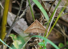 Epidesmia chilonaria