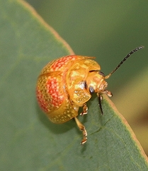 Paropsisterna fastidiosa