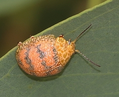 Paropsis obsoleta