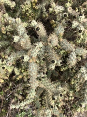Cylindropuntia