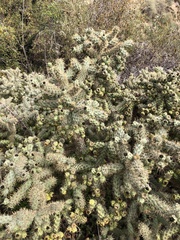 Cylindropuntia