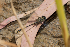 Austrogomphus collaris