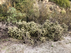 Cylindropuntia