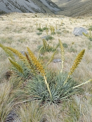 Aciphylla scott-thomsonii