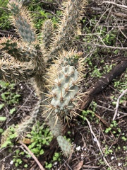 Cylindropuntia