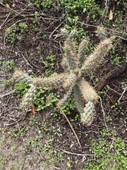 Cylindropuntia