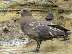 Stercorarius antarcticus