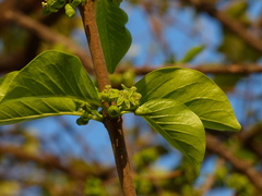 Meyna laxiflora