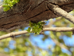Meyna laxiflora