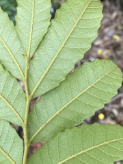 Cupaniopsis flagelliformis