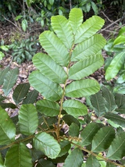 Cupaniopsis flagelliformis