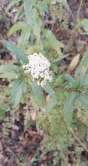 Stevia serrata