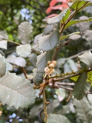 Cupaniopsis flagelliformis