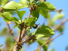 Meyna laxiflora