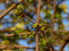 Meyna laxiflora