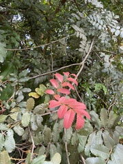 Cupaniopsis flagelliformis