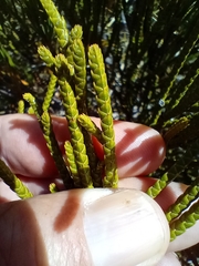 Veronica lycopodioides