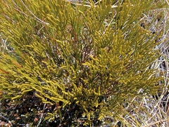 Veronica lycopodioides