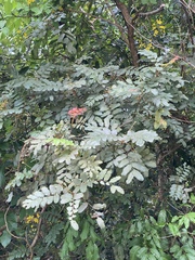 Cupaniopsis flagelliformis