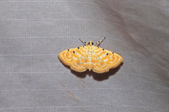 Notarcha aurolinealis