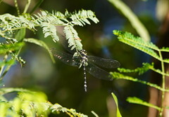 Eusynthemis guttata