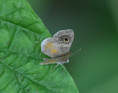 Perophthalma tullius