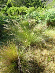 Poa labillardierei
