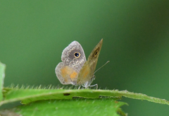 Perophthalma tullius