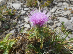 Carduus defloratus carlinifolius