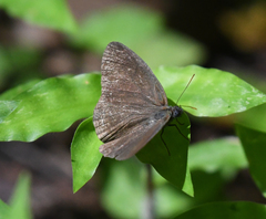 Hermeuptychia hermes