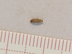 Thylodrias contractus