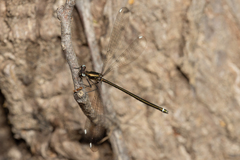 Miniargiolestes minimus