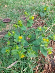 Melampodium perfoliatum
