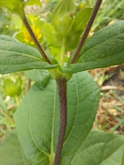 Melampodium perfoliatum