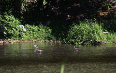 Himantopus mexicanus
