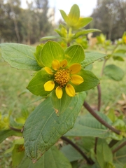 Melampodium perfoliatum