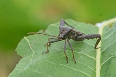 Acanthocephala femorata