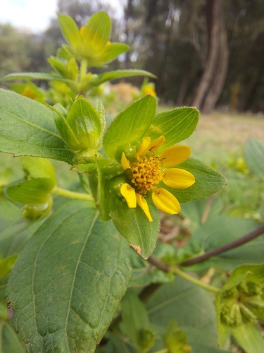 Image of Perfoliate Blackfoot by (c) Jalil R., some rights reserved (CC BY-SA)