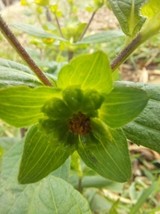 Melampodium perfoliatum