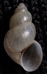 Fluviocingula elegantula
