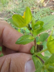 Melampodium perfoliatum