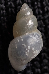 Fluviocingula elegantula