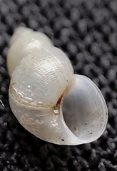 Fluviocingula elegantula