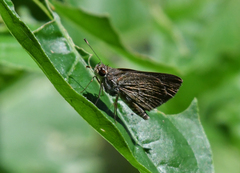 Vehilius stictomenes
