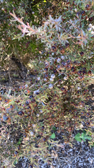 Leptospermum scoparium