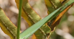Blechnum novae-zelandiae