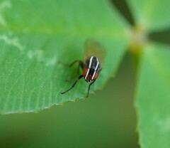 Poecilohetaerus aquilus