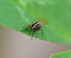 Poecilohetaerus aquilus