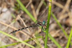 Archaeosynthemis leachii