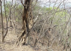 Meyna laxiflora